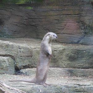 River Otter