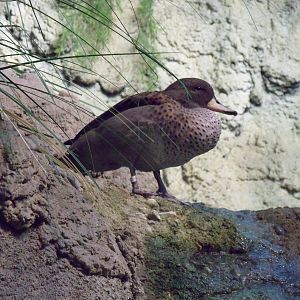 Chilean Teal