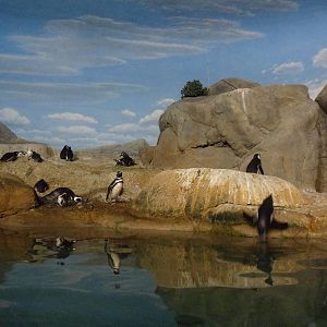 Magellanic Penguins