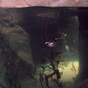 Penguin Underwater Kelp Forest Viewing