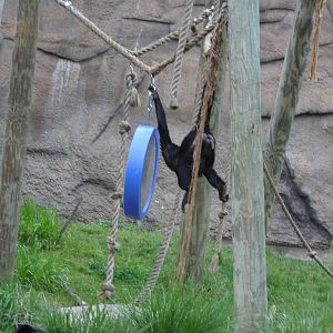 Spider Monkey Looking In Mirror