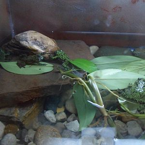 New Frog Exhibit In The Tropics Building