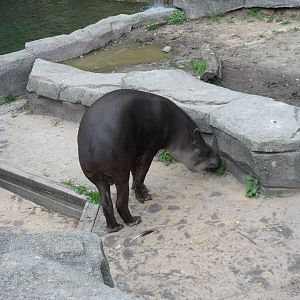 South American Tapir
