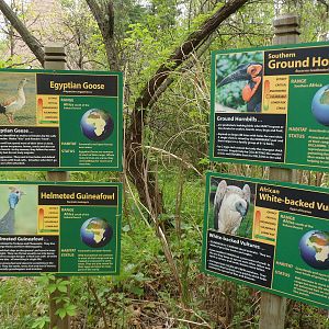 African Bird Signs