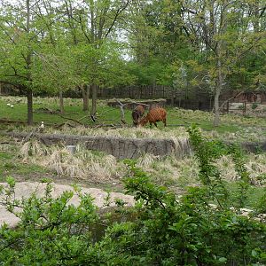 Bongo Exhibit From Lion Boma