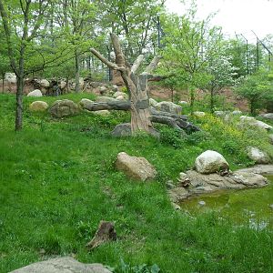 African Lion Exhibit