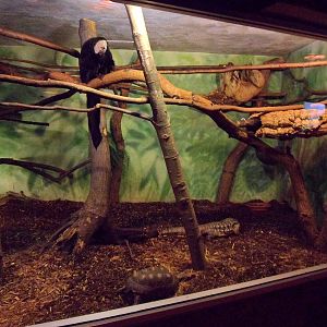 Saki Monkey, Tegu, Sloth, and Tortoise