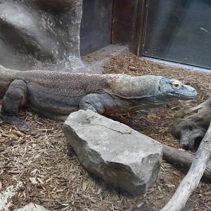 Komodo Dragon
