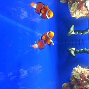 Clownfish Tank