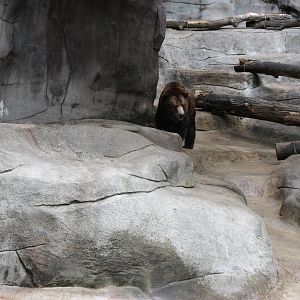 Grizzly Bear Exhibit