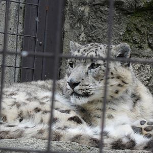 Snow Leopard