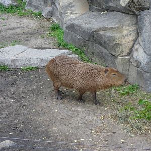 Capybara