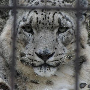Snow Leopard
