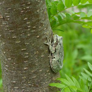 Wild Tree Frog