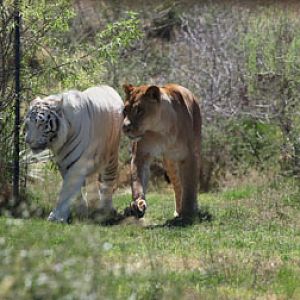 white tiger and lion