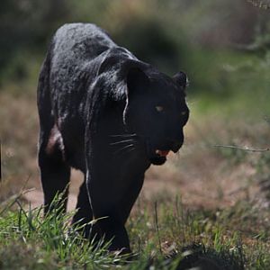 black leopard walking