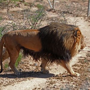 barbary type lion