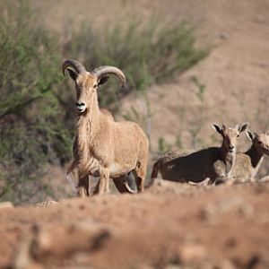 aoudad mom with twins