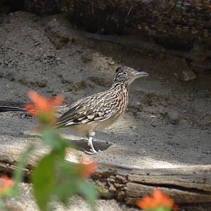Roadrunner