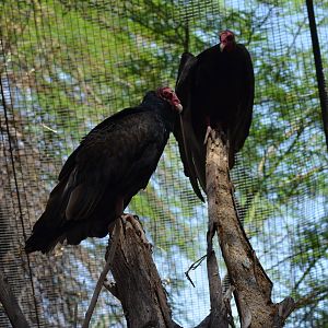Turkey Vultures