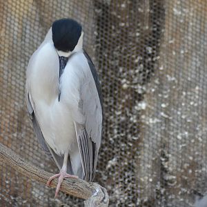 Black-crowned Night Heron