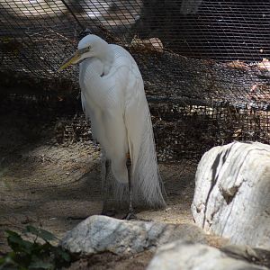 Great Egret