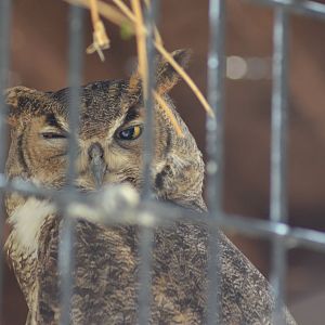 Great Horned Owl