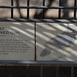 Great Horned Owl Information Signage