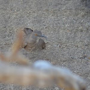 Curve-billed Thrasher