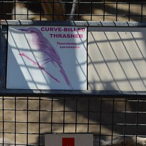 Curve-billed Thrasher