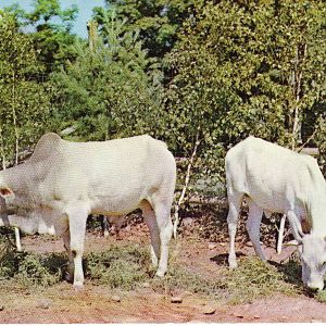 Catskill Game Farm Postcard