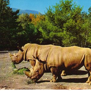 Catskill Game Farm Postcard