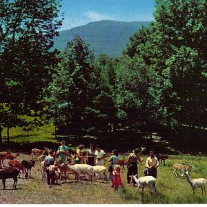 Catskill Game Farm Postcard