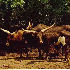 Catskill Game Farm Postcard