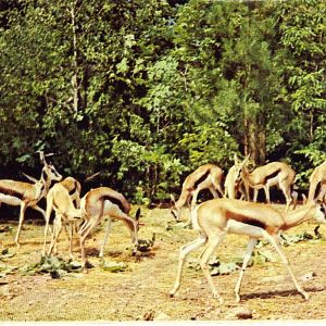 Catskill Game Farm Postcard