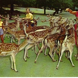 Catskill Game Farm Postcard