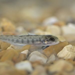 Atlantic salmon parr