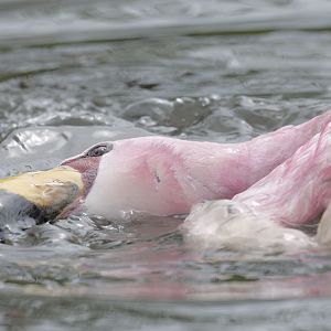 James flamingo bathing