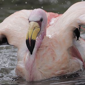 James flamingo bathing