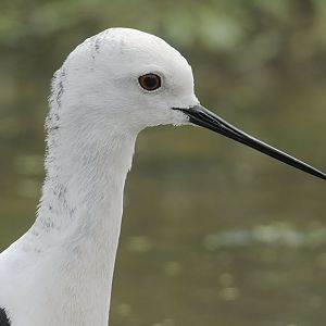 Black winged stilt