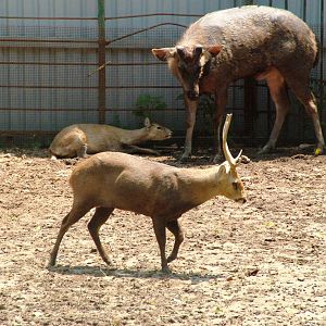Deer at Saigon Zoo, 16/03/12