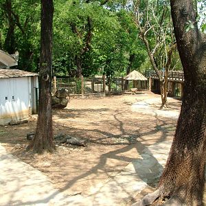 Wildebeest Paddock at Saigon Zoo, 16/03/12