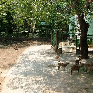 Mixed Deer Paddock at Saigon Zoo, 16/03/12