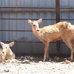 Eld's Deer at Saigon Zoo, 16/03/12