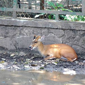 Indian Muntjac at Saigon Zoo, 16/03/12