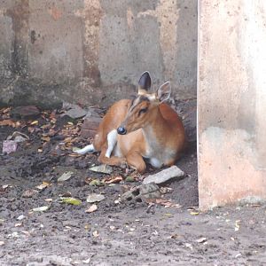 Indian Muntjac at Saigon Zoo, 16/03/12