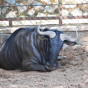 Black-bearded Brindled Gnu at Saigon Zoo, 16/03/12
