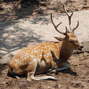 Vietnamese Sika at Saigon Zoo, 16/03/12