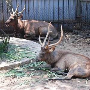Sambar at Saigon Zoo, 16/03/12