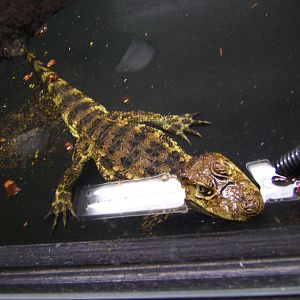 Broad-fromted Caiman